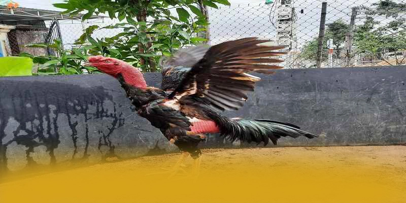 So sánh của BET88 trên thị trường So sánh của BET88 trên thị trường